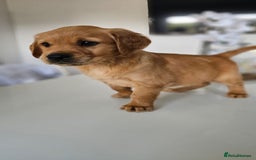 Golden Retriever dogs for sale: Golden Retriever Puppies  - Image 30