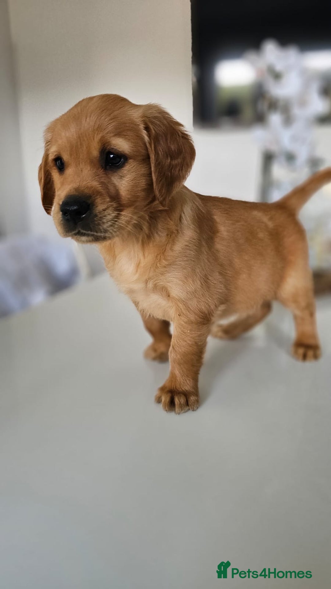Golden Retriever dogs for sale: Golden Retriever Puppies  - Image 30