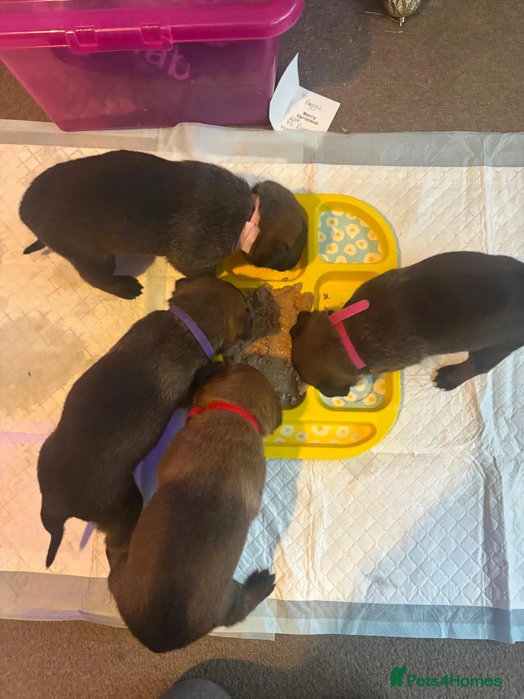 Belgian Shepherd Dog dogs for sale: Incredible Belgian malinois for sale - Advert 8