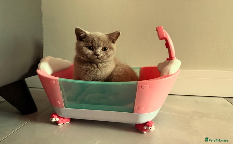 British Shorthair cats - Advert 3