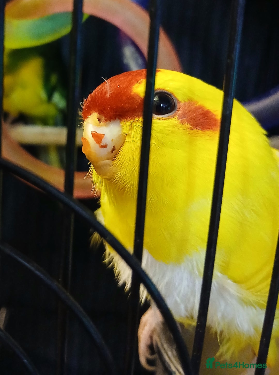 Parakeets birds for sale: Kakariki's x3 Males dna'd Kakariki's  - Advert 26