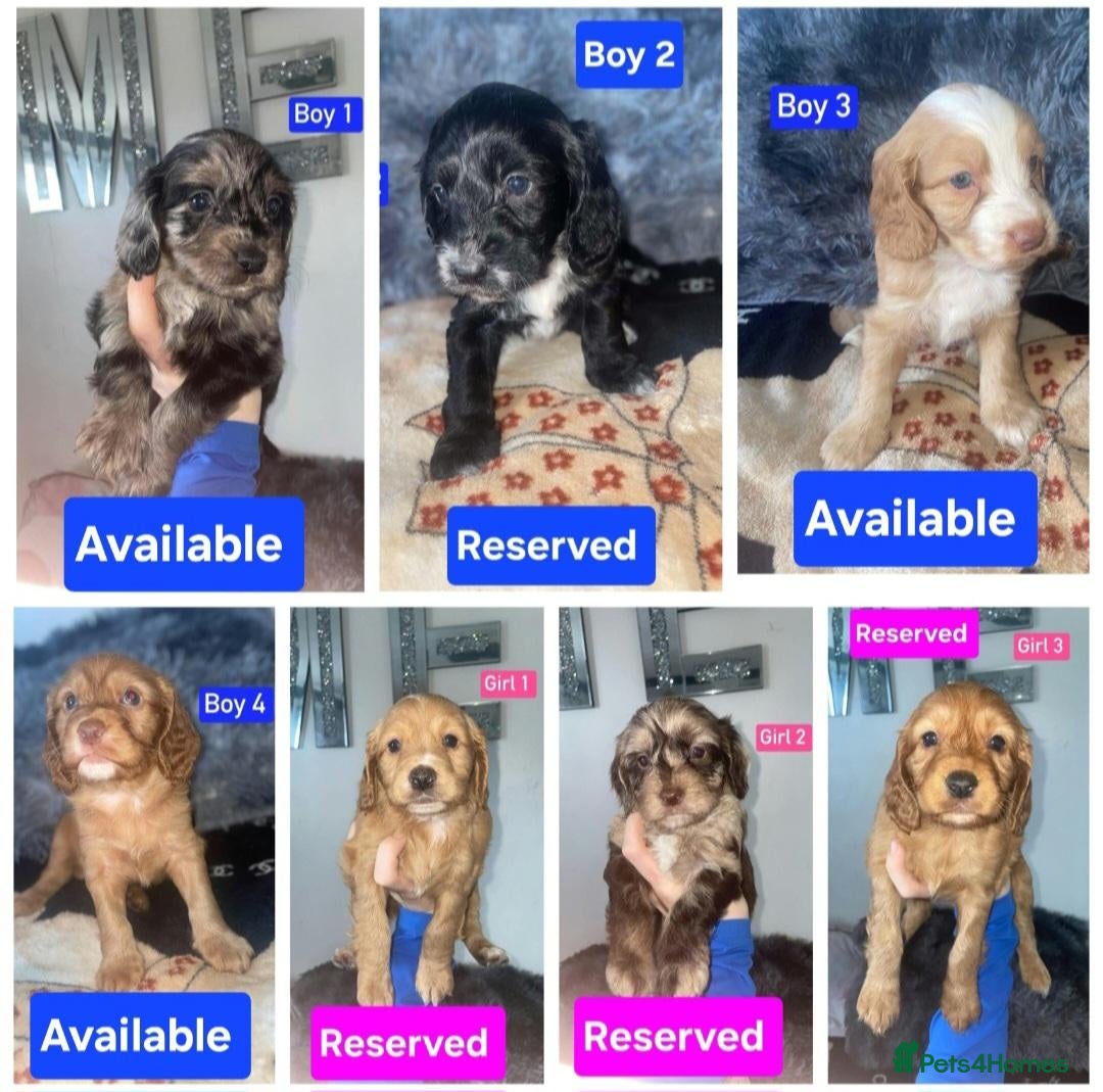 Cockapoo dogs x3 Boys Available - Cockapoo Puppies  - Advert 5
