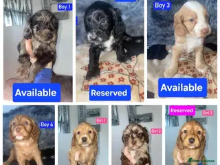 Cockapoo dogs x3 Boys Available - Cockapoo Puppies - Advert 5
