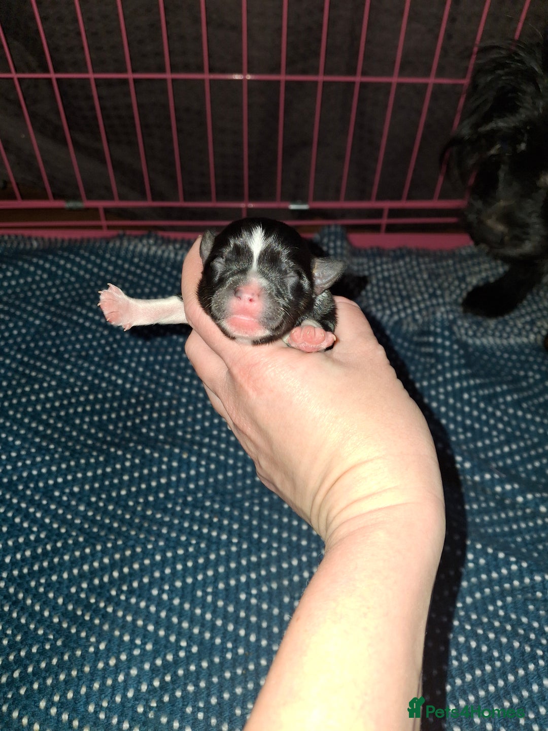 Patterjack dogs for sale: Patterdale/Jack Russell pups for sale 2 boys left - Advert 6