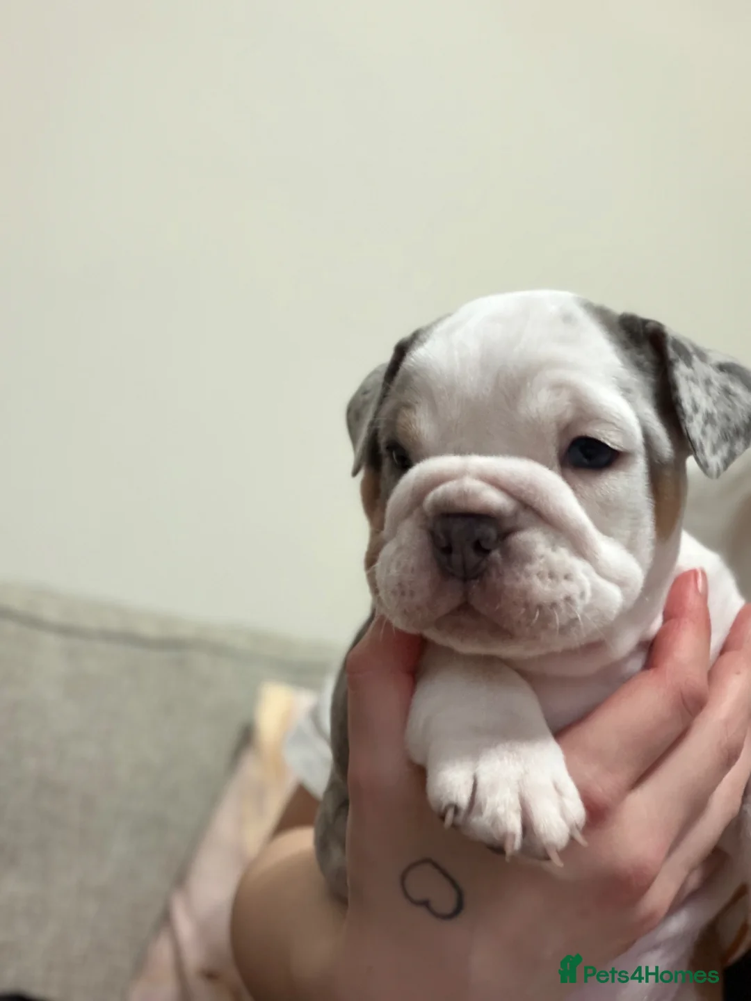 Mixed Breed dogs for sale: Olde English bulldog puppies  in Durham - Advert 2