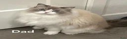 Ragdoll cats for sale: 2 Ragdoll kittens for sale in London - Advert 6