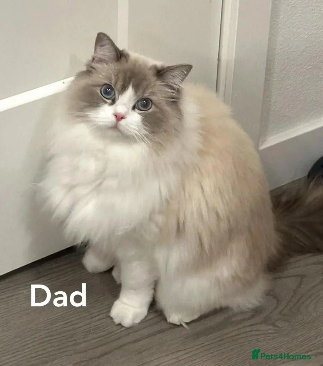 Ragdoll cats for sale: 2 Ragdoll kittens for sale in London - Advert 6