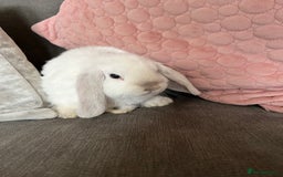 Mini Lop rabbits for sale: Beautiful mini lop rabbits for sale - Image 8