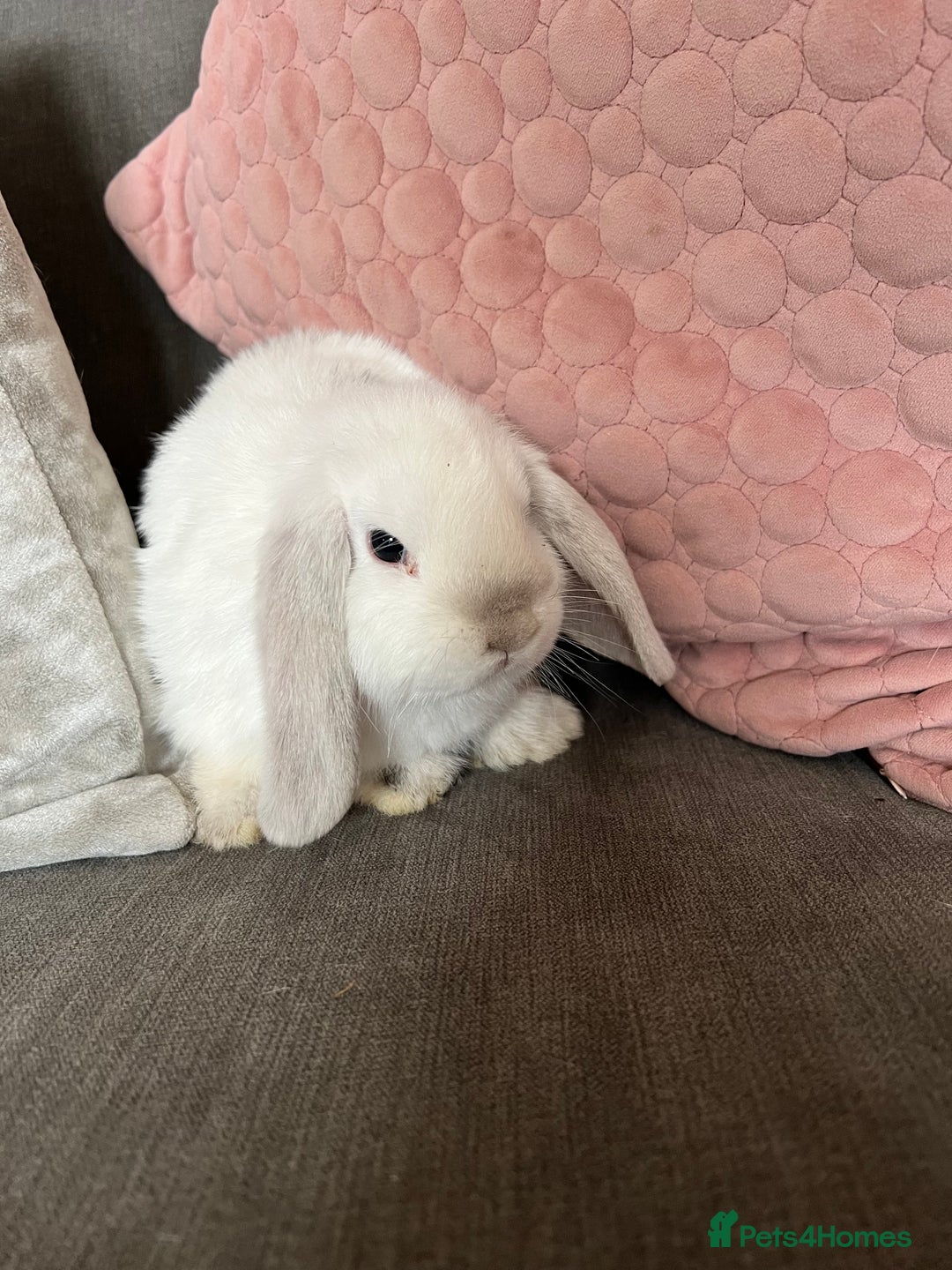 Mini Lop rabbits for sale: Beautiful mini lop rabbits for sale - Image 8