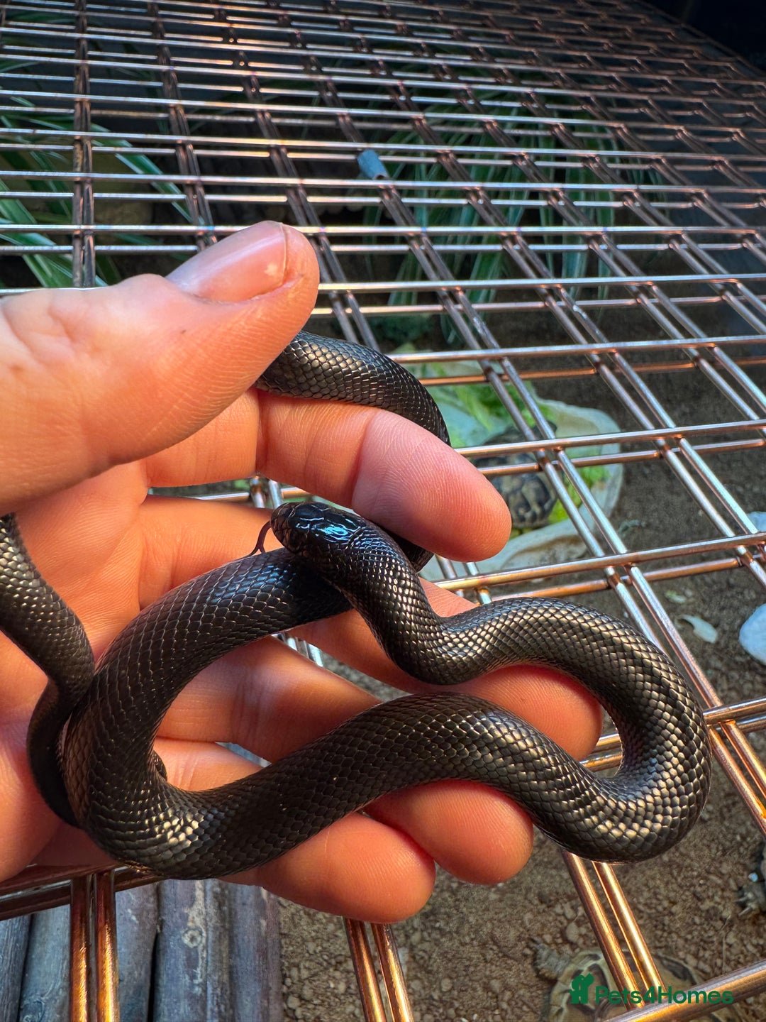King Snake reptiles for sale: Florida Brooks King snake,Mexican Black Kingsnake - Advert 6