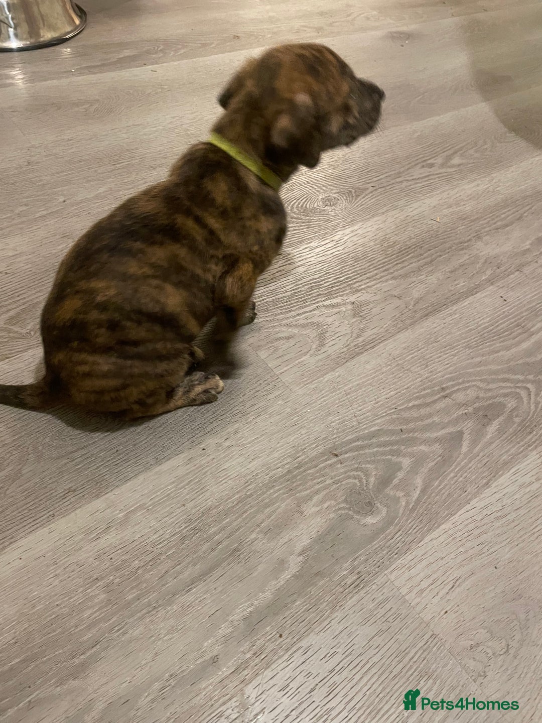 Lurcher dogs for sale: Greyhound/deerhound brindle lurchers - Advert 9