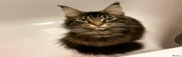 Maine Coon cats for sale: Beautiful Maine Coon Kittens  - Advert 15