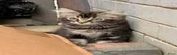 Ragdoll cats for sale:  Cherubim Ragdoll Kittens  - Advert 2