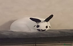 English rabbits for sale: Male rabbit - Image 4