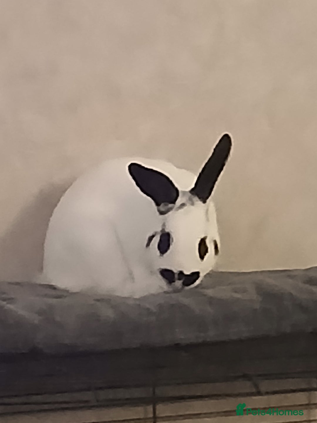 English rabbits for sale: Male rabbit - Image 4
