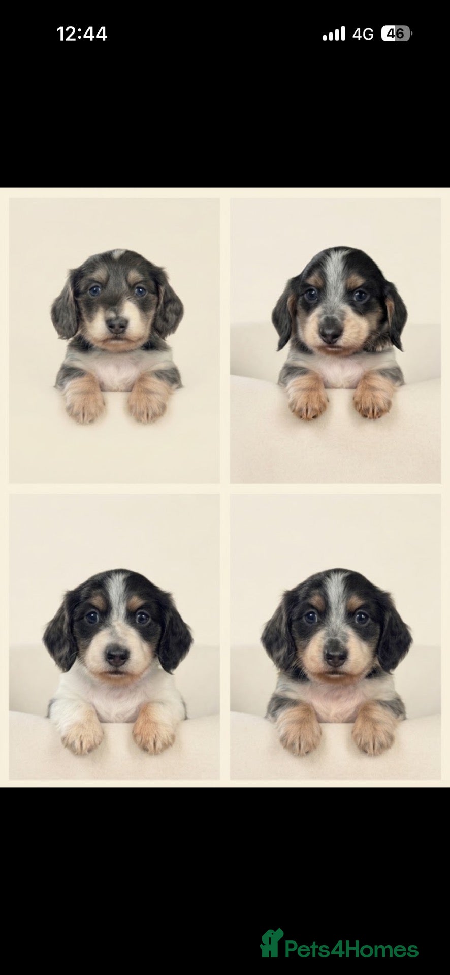 Miniature Dachshund dogs for sale: Blue + Tan Piebald Long Haired Miniature Dachshund - Advert 1