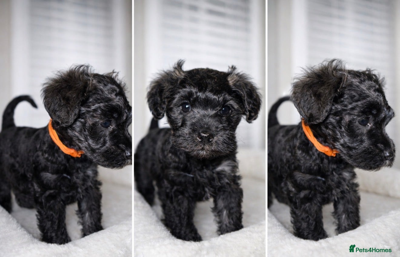 Mixed Breed dogs F1 Schnoodle Puppies all girl Litter ready March  - Advert 3