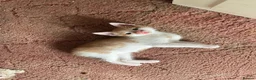 European cats for sale: Beautiful kittens ready to leave  in London - Advert 3