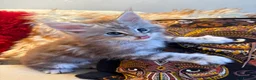 Maine Coon cats for sale: 🐾 beautiful maine coon kittens  - Advert 15