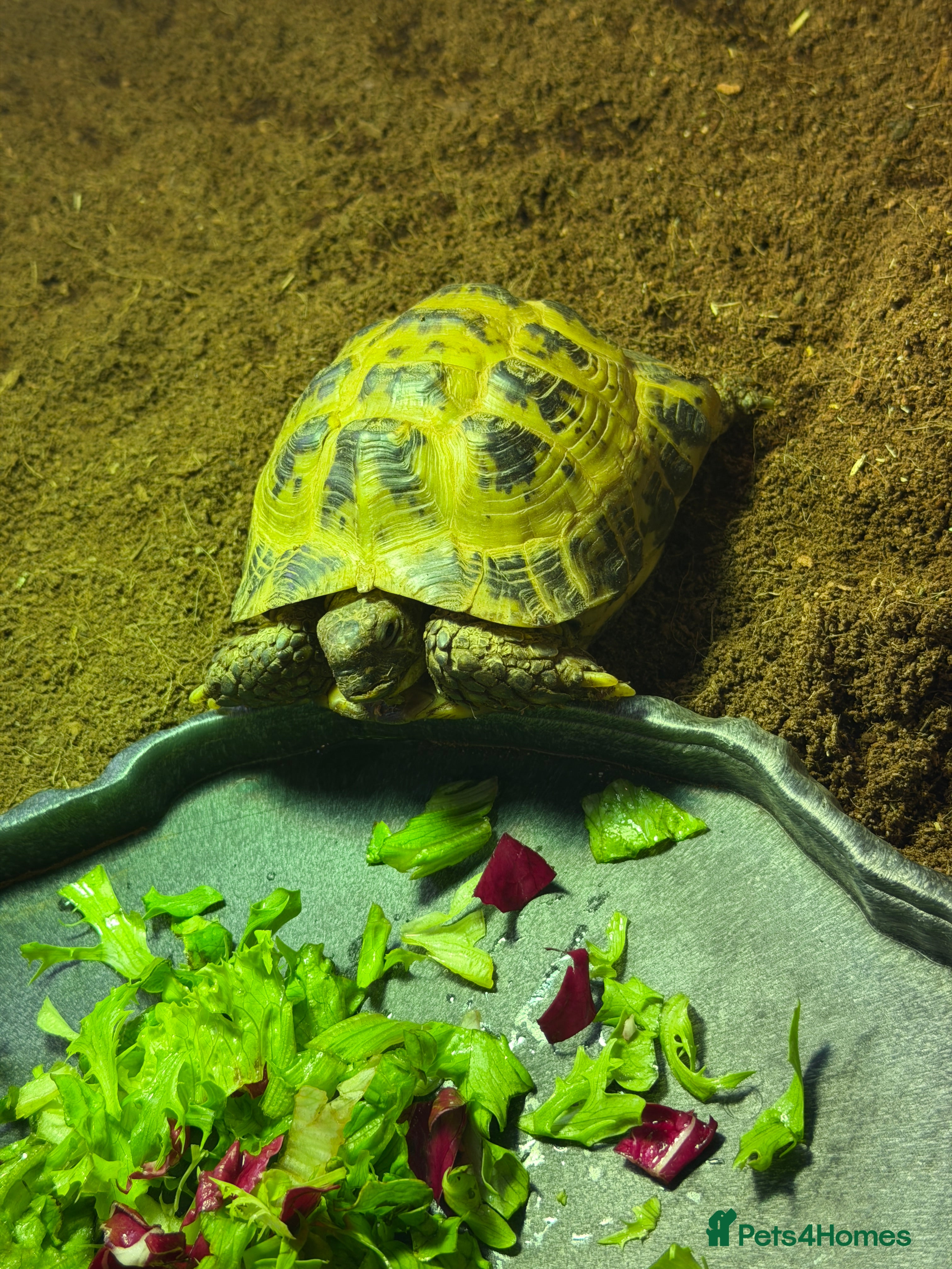 Tortoise reptiles Charlie HorseField Tortoise - Advert 1