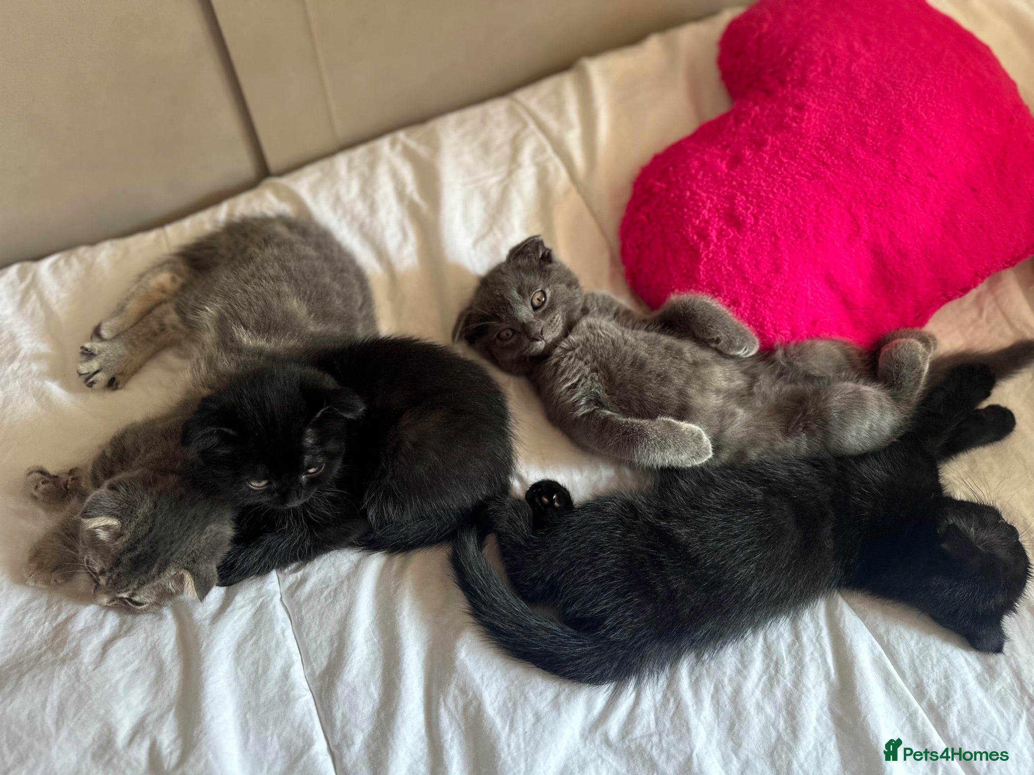 Scottish Fold cats Scottish fold kittens REDUCED - Advert 3
