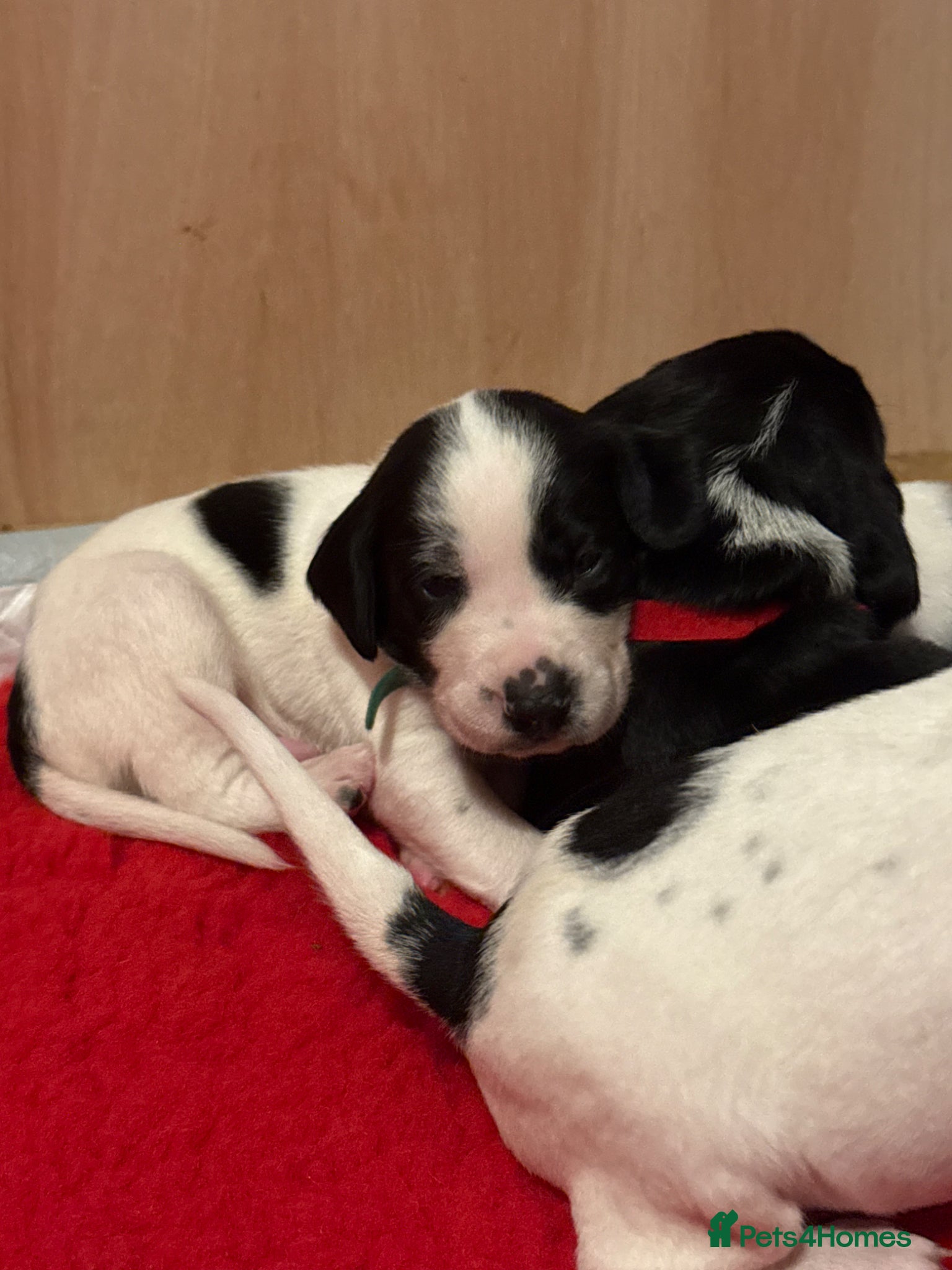 Mixed Breed dogs GSP X FOXHOUND Puppies  - Advert 1