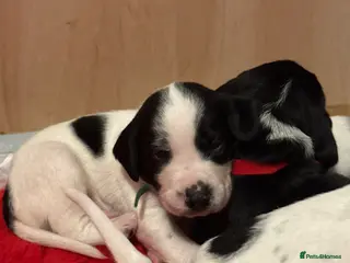 Mixed Breed dogs GSP X FOXHOUND Puppies - Advert 5