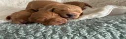 Cocker Spaniel dogs for sale: Beautiful Cocker Spaniel Puppies_Girls & One Boy - Advert 10