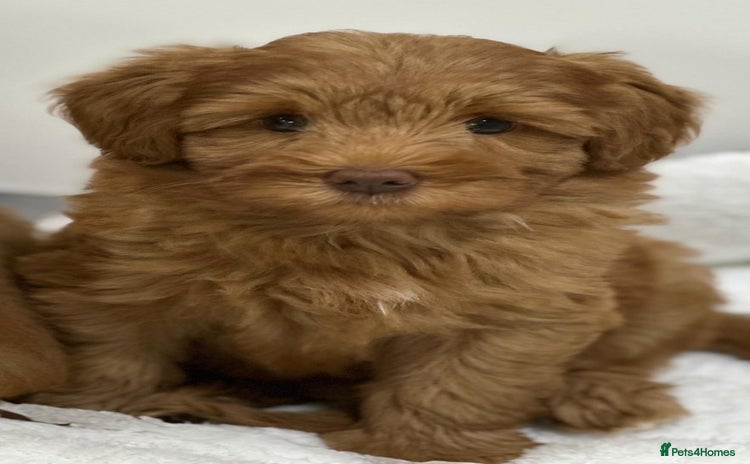 Australian Labradoodle dogs - Advert 2