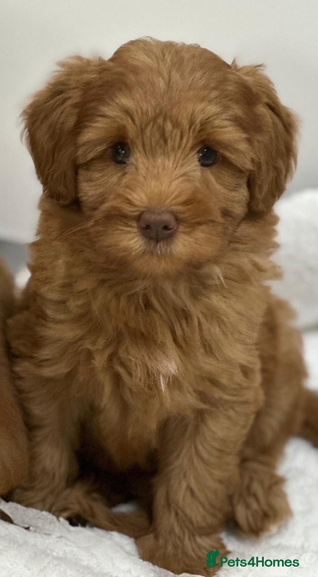 Australian Labradoodle dogs for sale: Superior Authentic Australian Labradoodle Puppies - Image 1