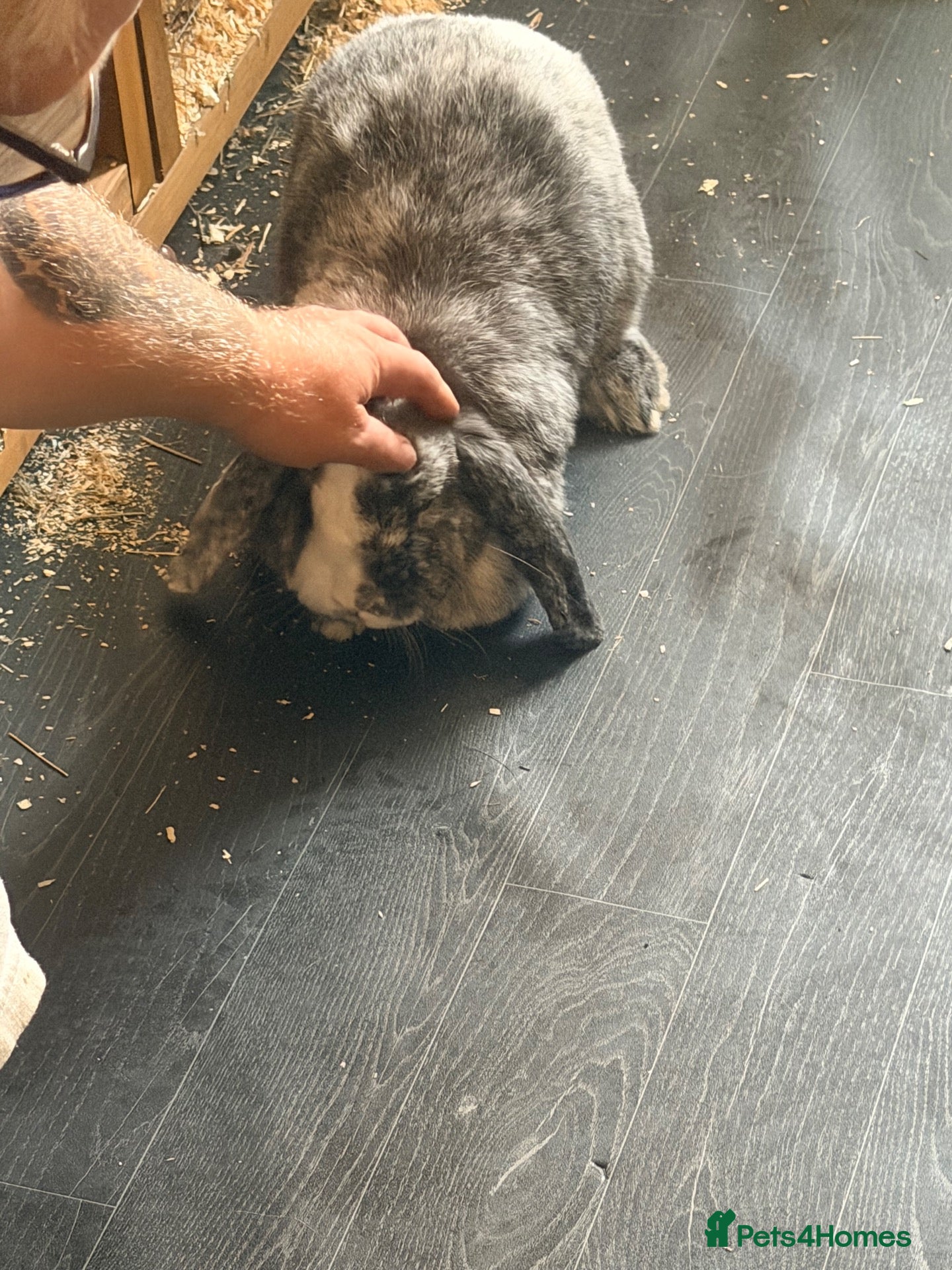 French Lop rabbits 🐰❤️ Loving home needed for Muffin – Dover area - Advert 1