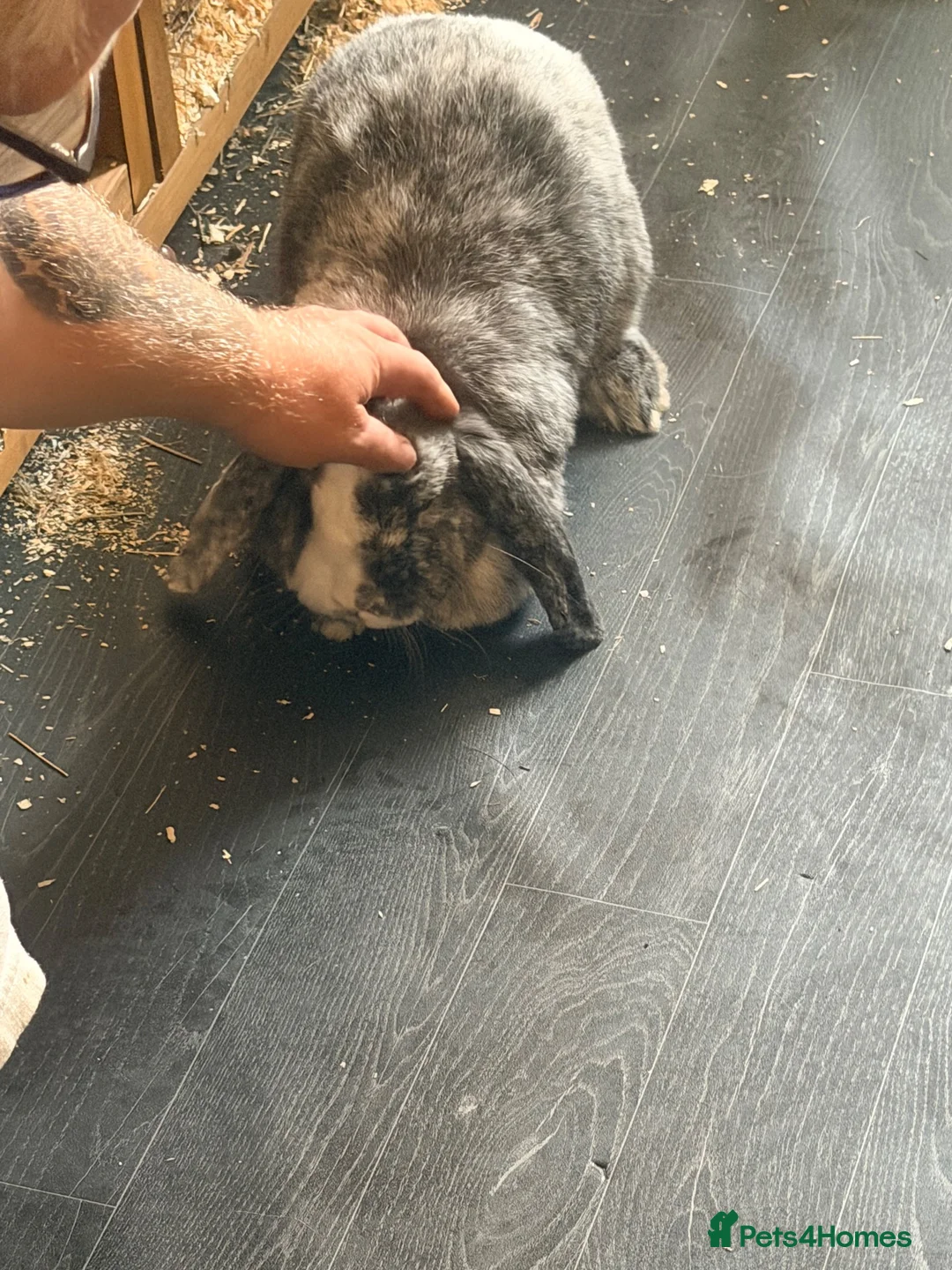 French Lop rabbits for sale: 🐰❤️ Loving home needed for Muffin – Dover area in Dover - Advert 1