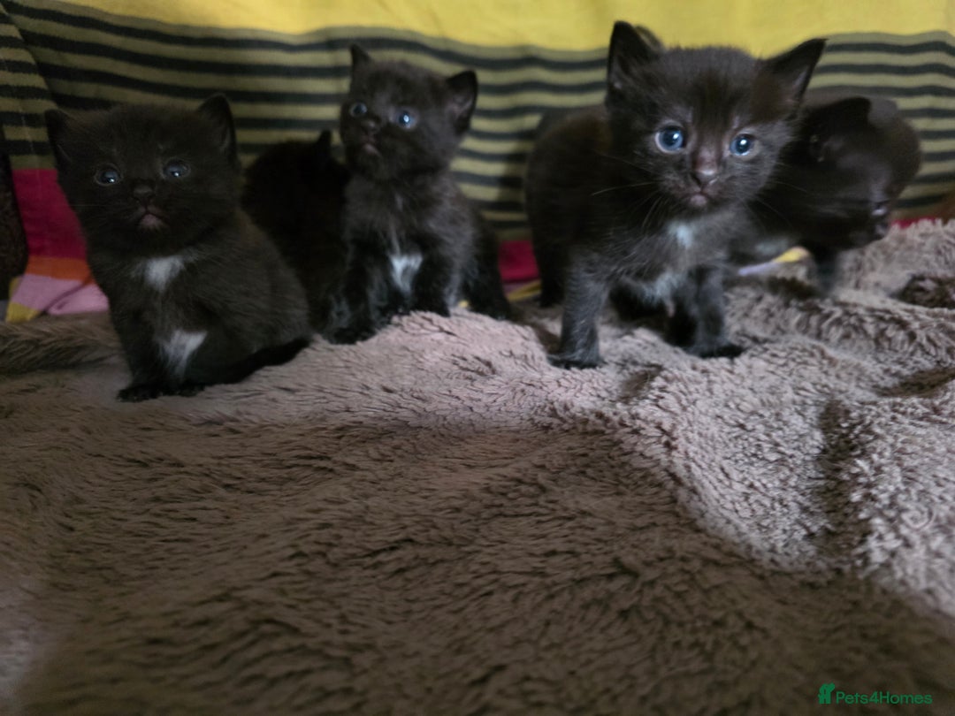 Ragdoll cats for sale: Beautiful Ragdoll X kittens - Image 1