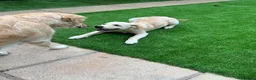 Golden Retriever dogs for sale: KC REGISTER GOLDEN RETRIEVERS PUPPIES - Advert 5