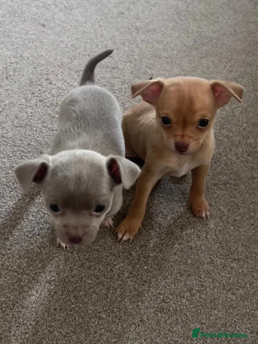 Chihuahua dogs for sale: Chihuahua puppies *READY NOW* - Advert 2
