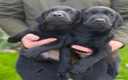 Labrador Retriever dogs for sale: Black Labrador puppies - Image 12