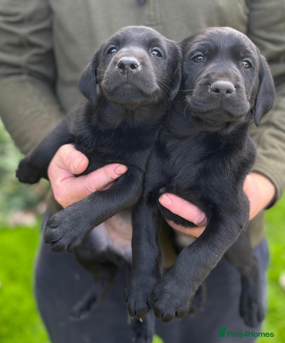 Labrador Retriever dogs for sale: Black Labrador puppies - Image 12