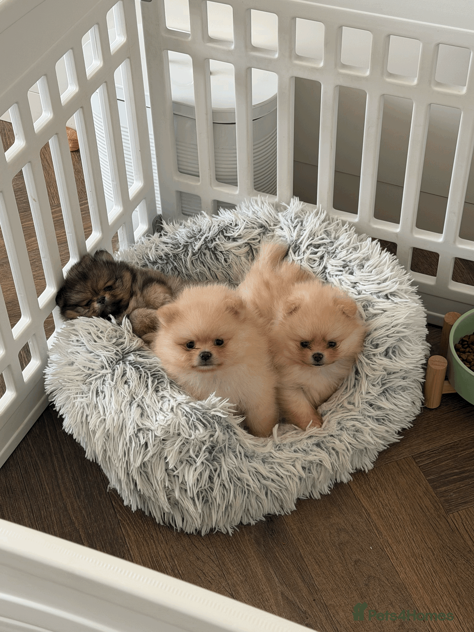 Pomeranian dogs KC Pomeranian Pups - Exceptional Russian Lines - Advert 1
