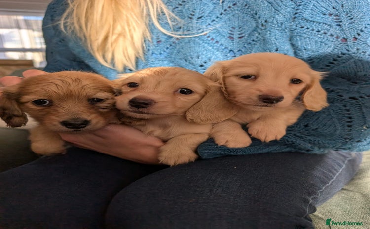 Miniature Dachshund dogs - Advert 4