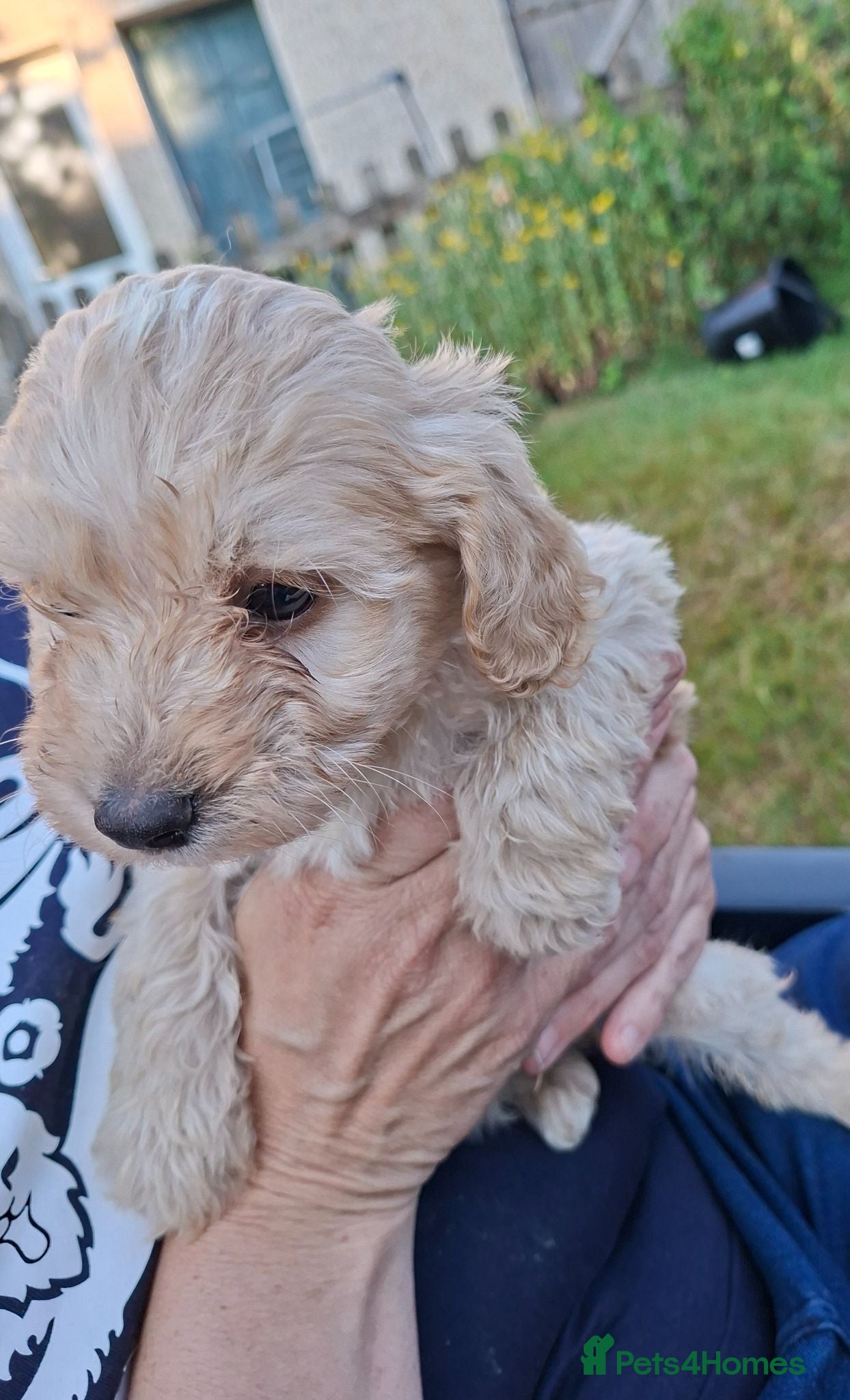 Cockapoo dogs Two amazing Girls and one stunning boy available  - Advert 1