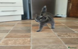 Persian cats for sale: ADORABLE RUSSIAN BLUE X PERSIAN KITTENS - Image 30