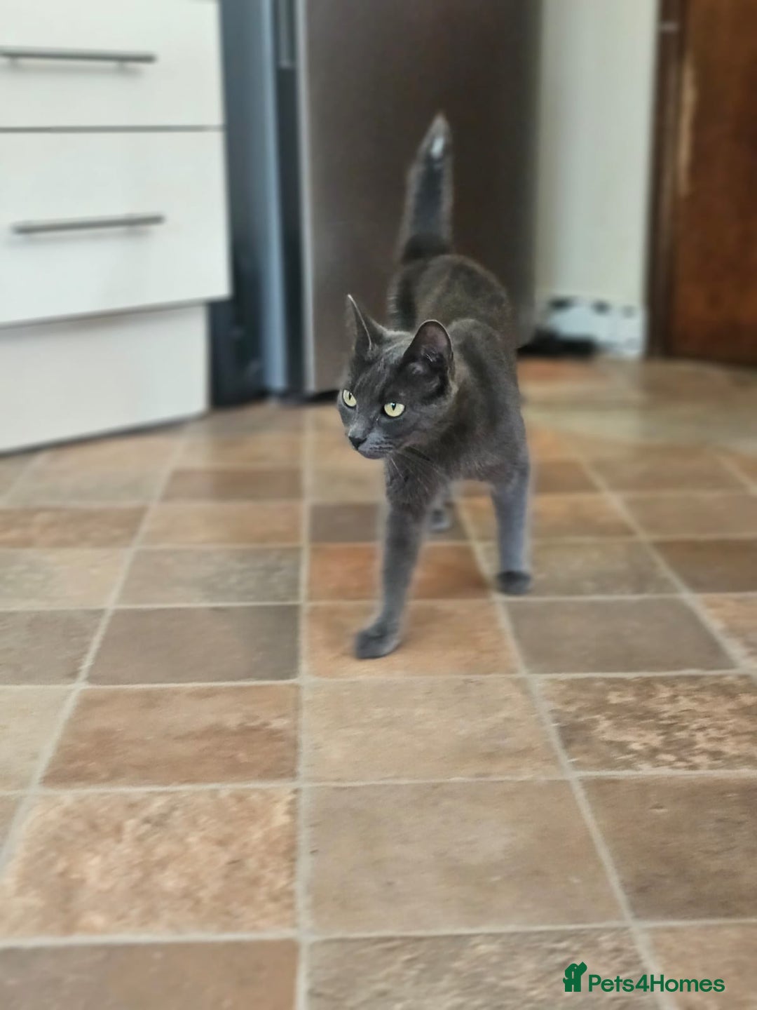 Persian cats for sale: ADORABLE RUSSIAN BLUE X PERSIAN KITTENS - Image 30