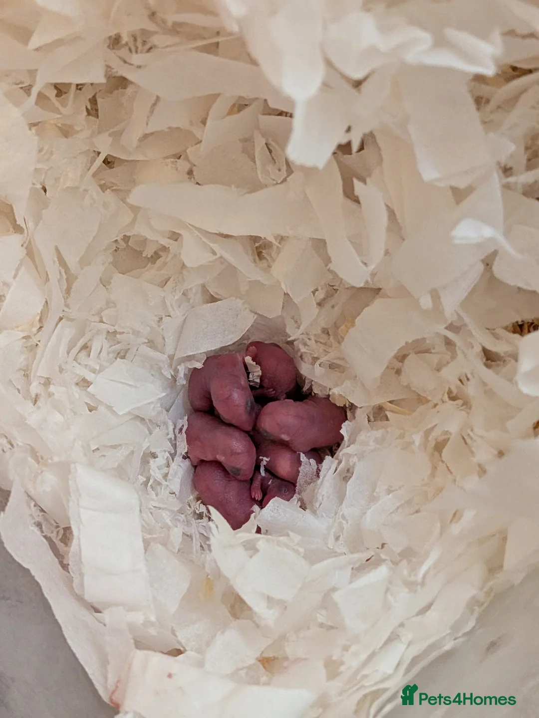 Gerbil rodents for sale: Gerbils ready around the (18th May)  in Melksham - Advert 1