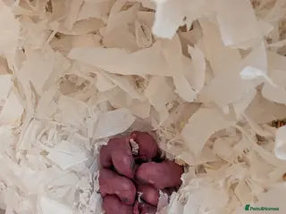 Gerbil rodents Gerbils ready around the (18th May) - Advert 15