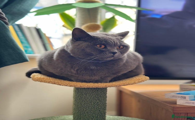 British Shorthair cats - Advert 4