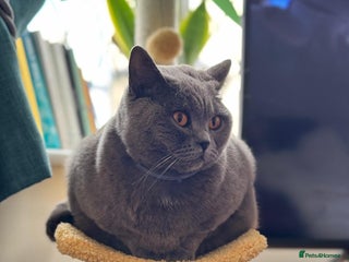 British Shorthair cats - Advert 33