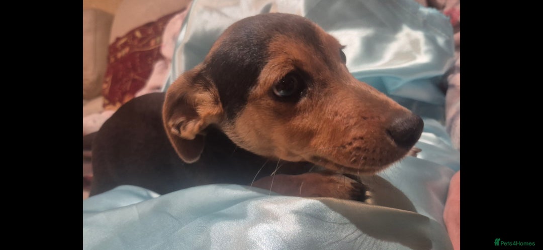 Jack Russell dogs for sale: Black and Tan Jack Russell Boy.  - Image 3