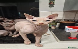 Sphynx cats for sale: Adult Canadian Sphynx for sale and Stud males  - Image 14