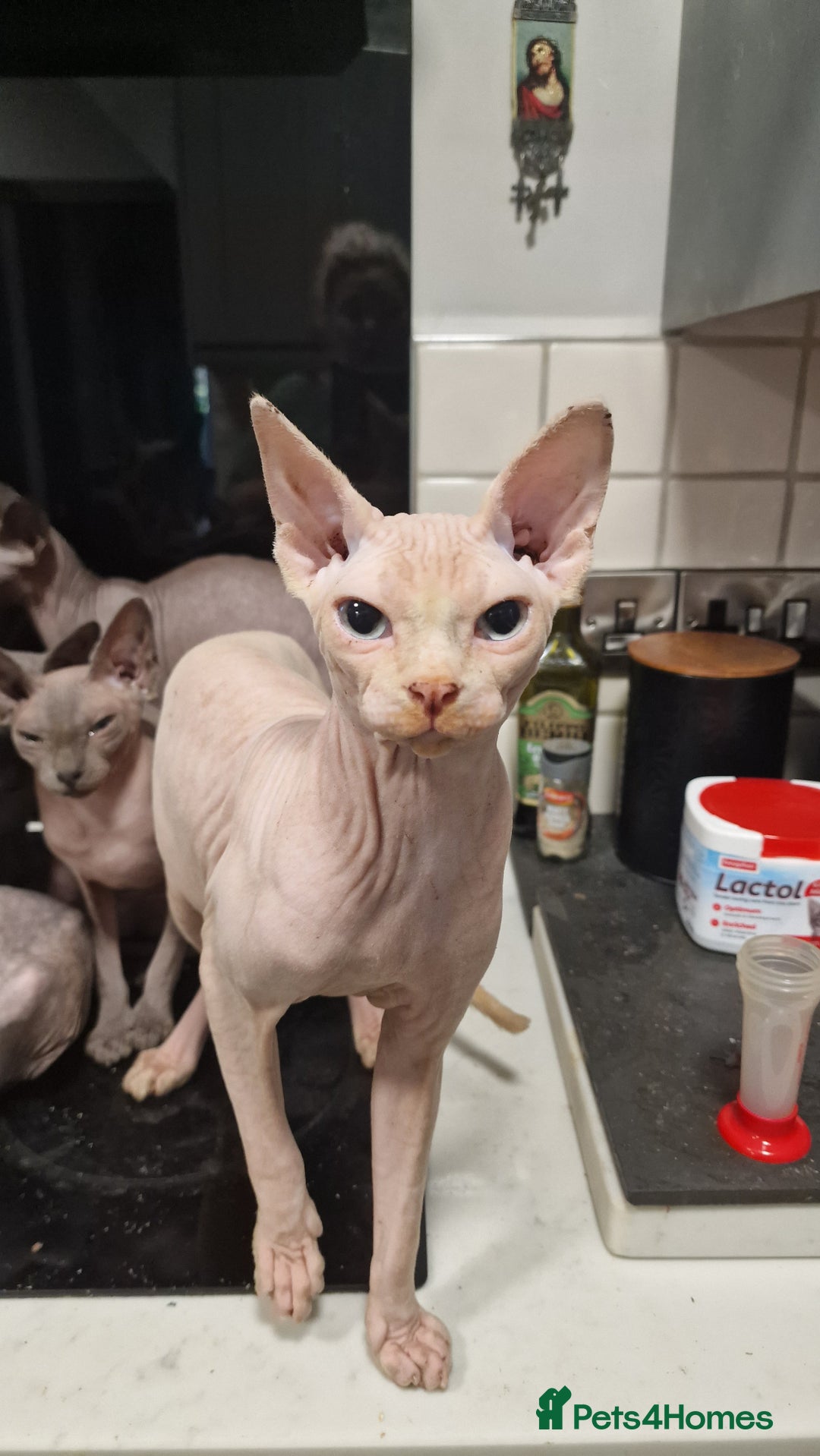 Sphynx cats for sale: Adult Canadian Sphynx for sale and Stud males  - Image 14
