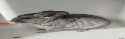 Chinchilla rodents for sale: Gorgeous chinchilla for sale - Advert 4